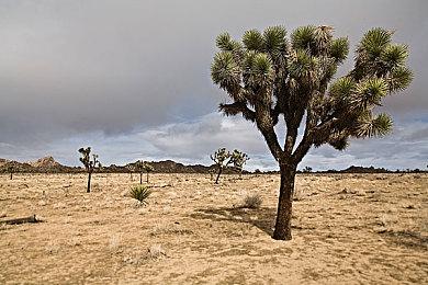 《合金装备：大师合集2》或包含4＆5代＆和平行者